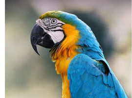 Looking to welcome a Macaw parrot to my home.