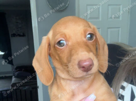 Boy mini dachshund