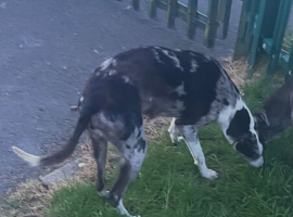 Collie greyhound bitch