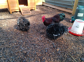 frizzle bantams available