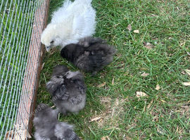 USA silkie baby boys