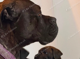 3 x cane corso puppies 8 wks old