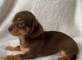 Gorgeous Chocolate Chiweenie Female - Ready Now
