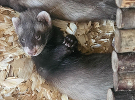 4x hob ferret kits for sale
