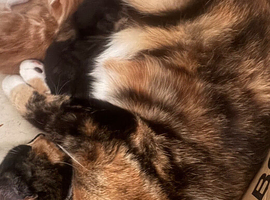 2 kittens for rehoming