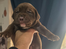 Beautiful presa canario x American p bully pups