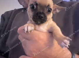 Boy chihuahua