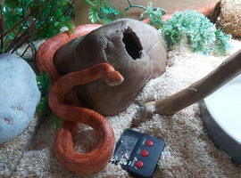 Beautiful corn snakes