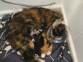 2 kittens