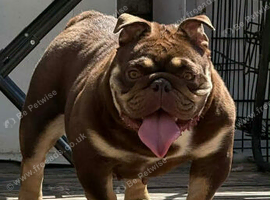 Female adult English bulldog