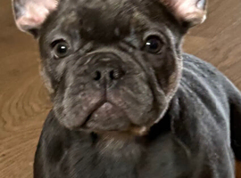 blue and tan french bulldogs 2 left