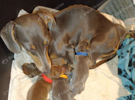Stunning litter miniature dachshunds