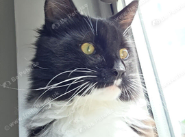 7 month maincoon male