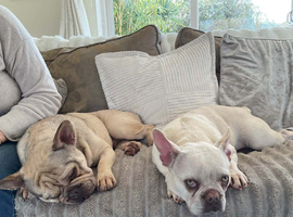 Beautiful French bulldogs both KC registered