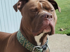 English bulldog x amstaff