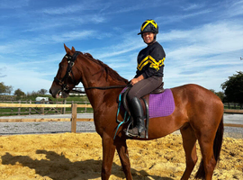Registered Appaloosa x 15.3hh
