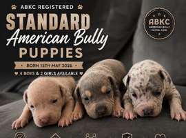 ABKC AMERICAN STANDARD BULLIES