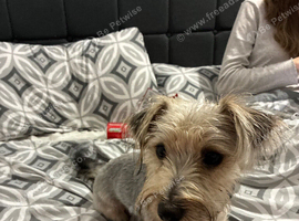 Terrier mix