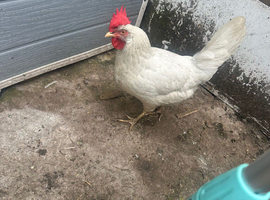 Hens