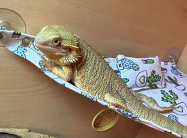 1 Year Old Bearded Dragon For Sale