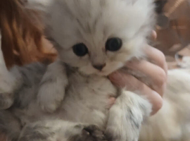 Persian kittens