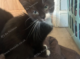 kittens ready for forever homes
