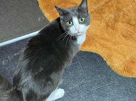 Grey & White female