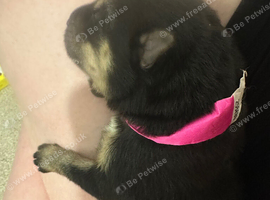 Rani German shepherd