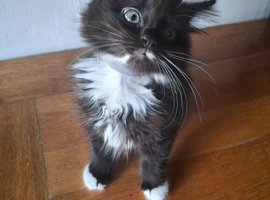 Kittens for sale