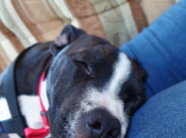 Rehome