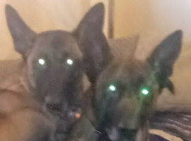 Belgium Shepherd puppies for sale