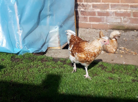 Polish Hybrid Female