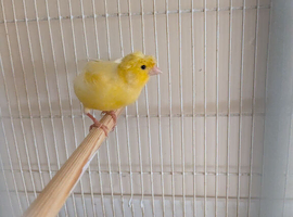 Crested yellow cock birds