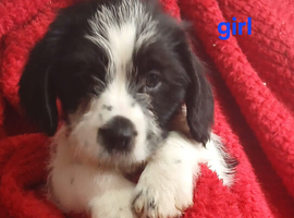 Shih Tzu cross Bassett puppys