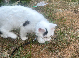 Cute male kitten