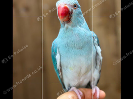Ring neck parrot