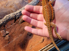 Stunning bearded dragon for sale