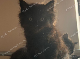 Beautiful kittens need a home
