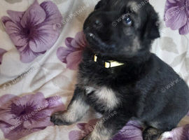 Straight back German shepherd pups