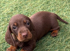Dachshund puppy
