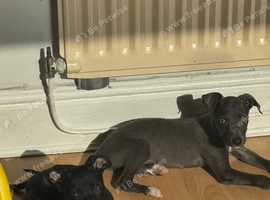 12 Week Old Puppy
