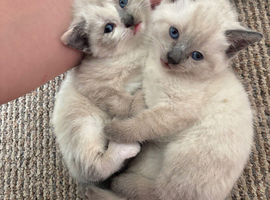 Kittens