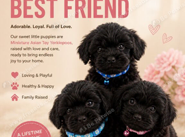 *MINITURE TOY TEACUP ASAIN YORKIEPOO BABIES*
