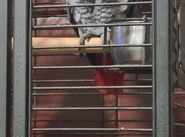 African grey parrot 6yr