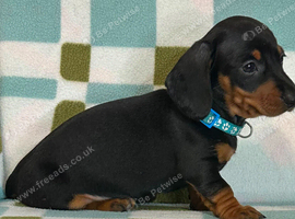 Cute smooth haired miniature dachshunds