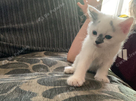 Bicolour white and grey beautiful female kitten
