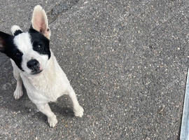 Jack Russell short legged boy