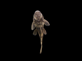 Green Dragon Bristlenose pleco 3-4cm Tropical Fish