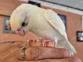 Kakariki ready now beautiful coloured bird.