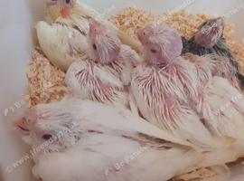 Albino Cockatiels